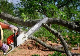  Lake Kiowa, TX Tree Services Pros