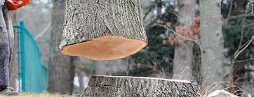 Best Tree Mulching  in Lake Kiowa, TX