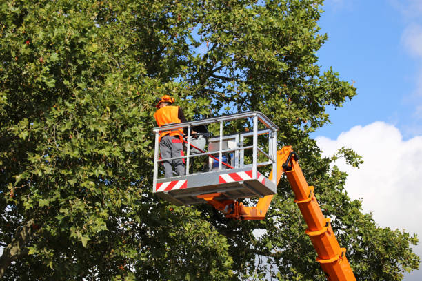Best Utility Line Clearance  in Lake Kiowa, TX