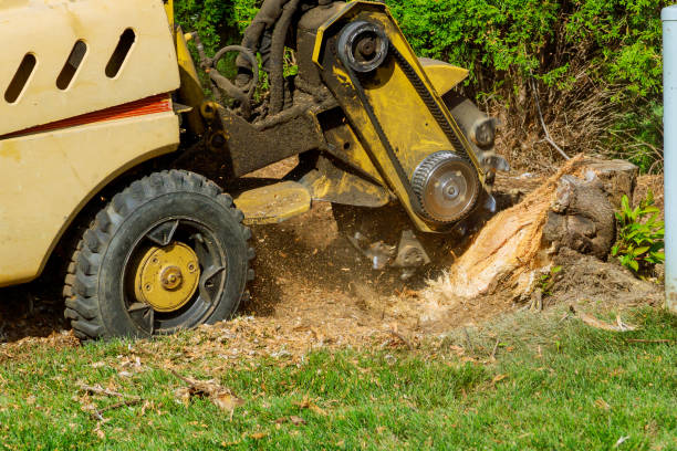 Best Emergency Tree Removal  in Lake Kiowa, TX