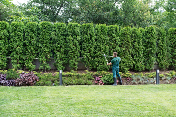 Best Tree Health Inspection  in Lake Kiowa, TX