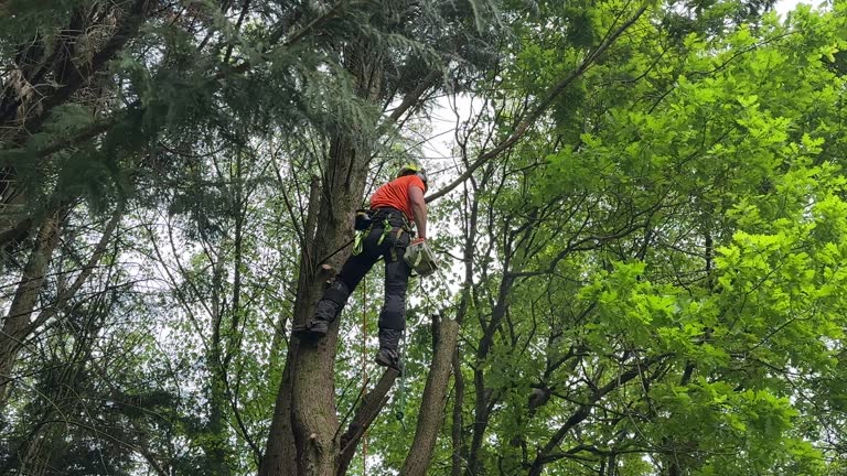 How Our Tree Care Process Works  in  Lake Kiowa, TX