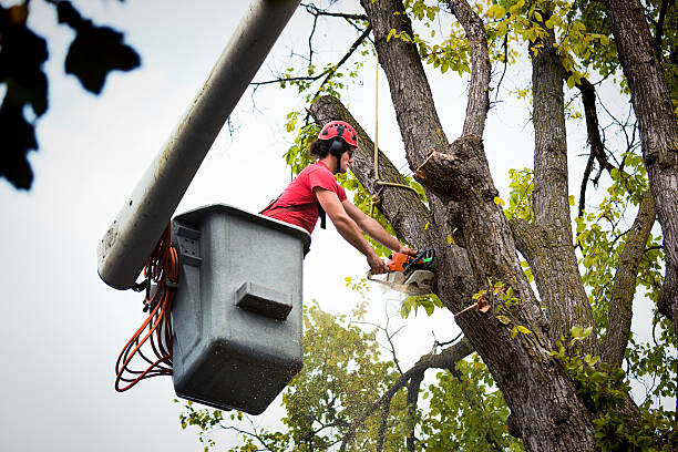 Best Commercial Tree Services  in Lake Kiowa, TX
