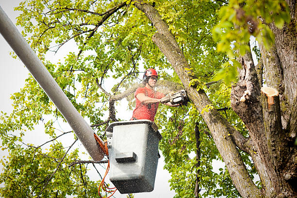 Best Tree and Shrub Care  in Lake Kiowa, TX