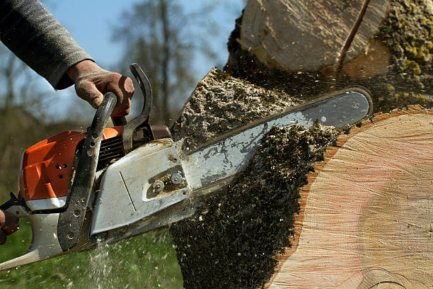 Best Arborist Consultation Services  in Lake Kiowa, TX