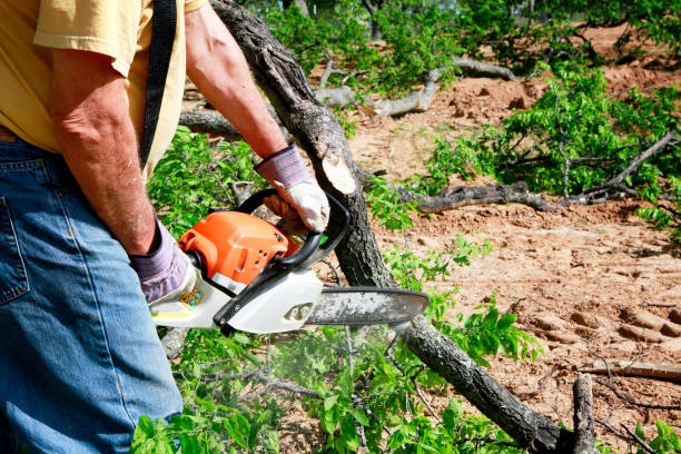 Best Tree Removal  in Lake Kiowa, TX